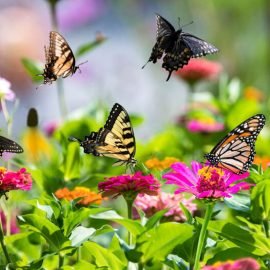 A treasure trove of butterflies feeding in the butterfly garden including yellow swallowtails, a black swallowtail, and a monarch.  What a peaceful, tranquil and ethereal summer scene.